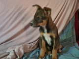 Tinou, chiot à adopter en association