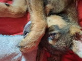 Tinou, chiot à adopter en association