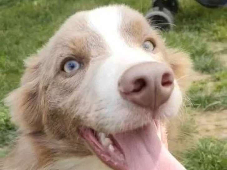 Chien Border Collie lilac et blanc non LOF de 2021 à vendre