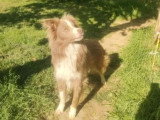 Chien Border Collie lilac et blanc non LOF de 2021 à vendre