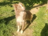 Chien Border Collie lilac et blanc non LOF de 2021 à vendre