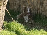 Chien Border Collie lilac et blanc non LOF de 2021 à vendre