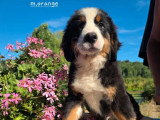 4 chiots Bouvier Bernois non LOF d'avril 2026 en vente