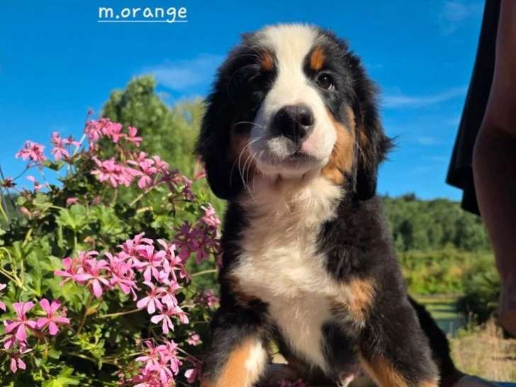 4 chiots Bouvier Bernois non LOF d'avril 2026 en vente