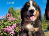 4 chiots Bouvier Bernois non LOF d'avril 2026 en vente