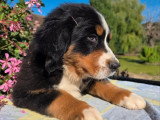 4 chiots Bouvier Bernois non LOF d'avril 2026 en vente