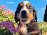 4 chiots Bouvier Bernois non LOF d'avril 2026 en vente