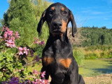 3 chiots Doberman non LOF nés en avril 2026 à vendre