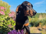 3 chiots Doberman non LOF nés en avril 2026 à vendre