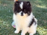 Chiot Spitz nain mâle à vendre non LOF né en mars 2026