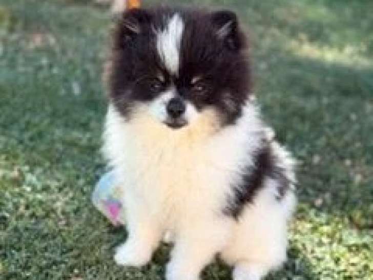 Chiot Spitz nain mâle à vendre non LOF né en mars 2026