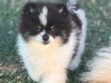 Chiot Spitz nain mâle à vendre non LOF né en mars 2026