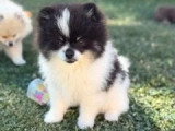 Chiot Spitz nain mâle à vendre non LOF né en mars 2026