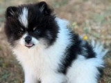 Chiot Spitz nain mâle à vendre non LOF né en mars 2026
