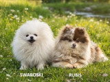 Chiot Spitz nain mâle à vendre non LOF né en mars 2026