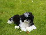 5 chiots Shih Tzu LOF nés en mai 2026 à vendre