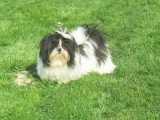 5 chiots Shih Tzu LOF nés en mai 2026 à vendre