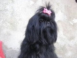 5 chiots Shih Tzu LOF nés en mai 2026 à vendre