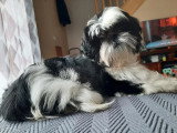 5 chiots Shih Tzu LOF nés en mai 2026 à vendre