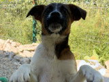 Samia, rescapée de fourrière en Roumanie à adopter en association