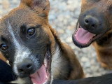 Samia, rescapée de fourrière en Roumanie à adopter en association