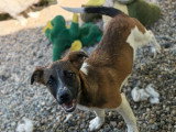 Samia, rescapée de fourrière en Roumanie à adopter en association