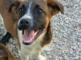 Samia, rescapée de fourrière en Roumanie à adopter en association