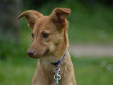Azucena, femelle Chien Nu du Pérou à fourrure à vendre