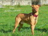 Vigil, grand Chien du Pérou à fourrure à vendre