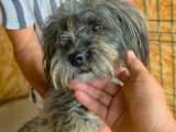 Wendy, toute petite chienne à adopter en association