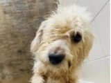 Youki, jeune chien à adopter en association