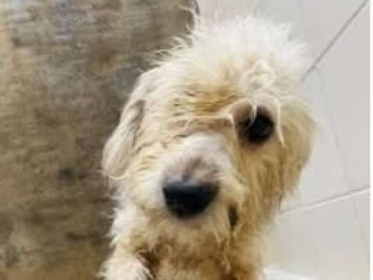 Youki, jeune chien à adopter en association