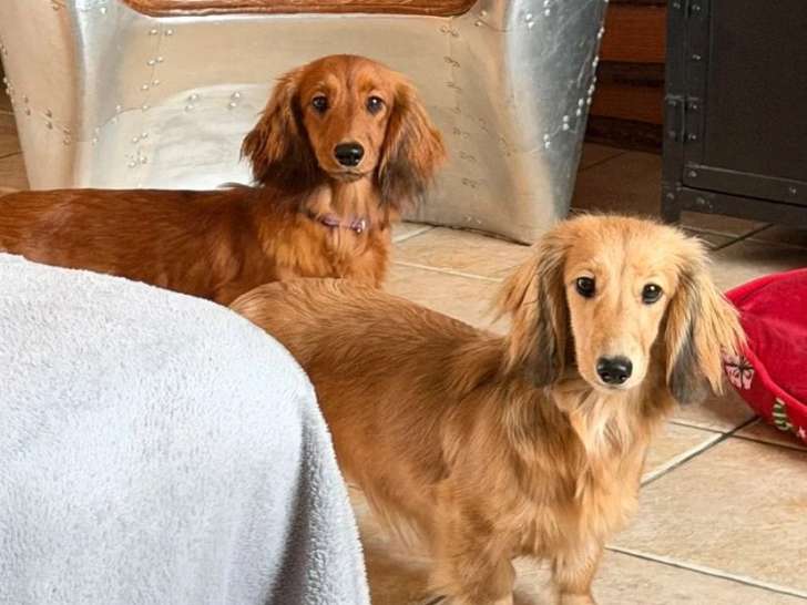 4 chiots Teckels Nains Poil Long non LOF nés en mai 2026 à vendre