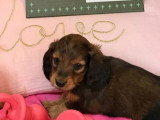 4 chiots Teckels Nains Poil Long non LOF nés en mai 2026 à vendre