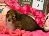 4 chiots Teckels Nains Poil Long non LOF nés en mai 2026 à vendre