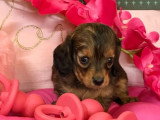 4 chiots Teckels Nains Poil Long non LOF nés en mai 2026 à vendre
