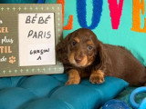 4 chiots Teckels Nains Poil Long non LOF nés en mai 2026 à vendre