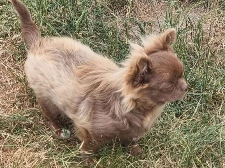 Chiot femelle Chihuahua poils longs non LOF de janvier 2026 à vendre