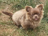 Chiot femelle Chihuahua poils longs non LOF de janvier 2026 à vendre