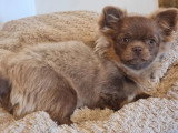 Chiot femelle Chihuahua poils longs non LOF de janvier 2026 à vendre