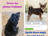 Chiot femelle Chihuahua poils longs non LOF de janvier 2026 à vendre