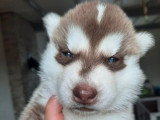 3 chiots Husky de Sibérie LOF nés en juin 2026 à réserver