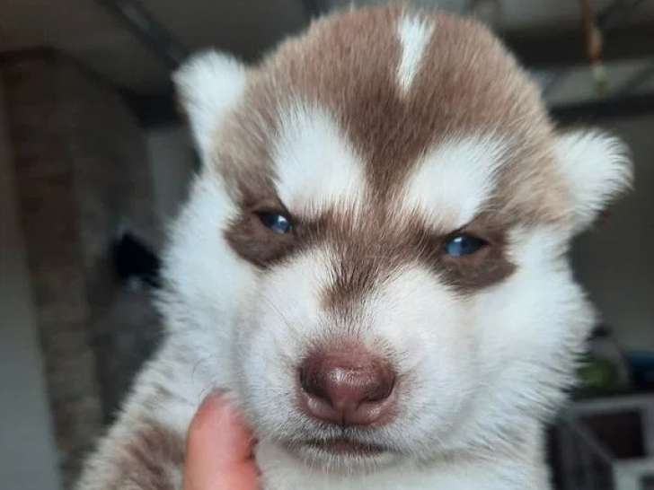 3 chiots Husky de Sibérie LOF nés en juin 2026 à réserver
