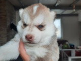 3 chiots Husky de Sibérie LOF nés en juin 2026 à réserver