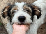 Ozie, jeune chienne calme à adopter en association