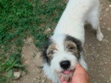 Ozie, jeune chienne calme à adopter en association