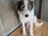 Ozie, jeune chienne calme à adopter en association