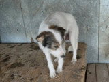 Ozie, jeune chienne calme à adopter en association