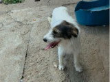 Ozie, jeune chienne calme à adopter en association