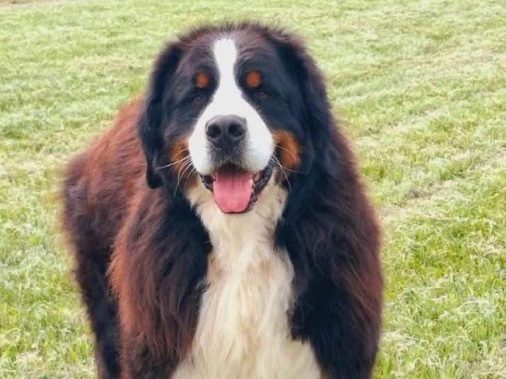 Saillie Bouvier Bernois mâle LOF de 5 ans tricolore inscrit au LOF